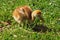 Sandhill Crane Chick (Grus Canadensis)