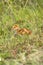 Sandhill crane chick at a swamp in Orlando Wetlands Park.