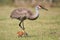 Sandhill crane with chick at Viera Wetlands