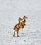 Sandhill Crane Chicks