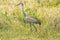 Sandhill crane with chicks at a swamp, Orlando Wetlands Park.