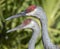 Sandhill Crane close up portrait on Swamp Island Wildlife Drive Okefenokee Georgia