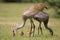 Sandhill crane couple with chicks searching for food