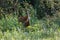 A Sandhill Crane . Couple Mackenzie river, Northwest territories & x28; NWT& x29; Canada