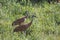 A Sandhill Crane . Couple Mackenzie river, Northwest territories & x28; NWT& x29; Canada