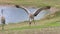 Sandhill Crane Courting Ritual