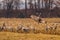 Sandhill Crane Courtship Dance