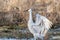 Sandhill Crane displaying graceful wings surrounded by golden grasses in the marsh