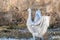 Sandhill Crane displaying graceful wings surrounded by golden grasses in the marsh