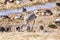 Sandhill crane and ducks foraging