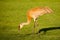 Sandhill crane eating in central Wisconsin during the spring migration