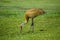 Sandhill Crane Eating in Grass