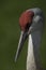 Sandhill Crane Eyes and Neck