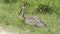 Sandhill crane falling asleep in grassland