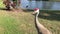 Sandhill crane family