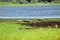 Sandhill Crane family feeding