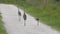 Sandhill crane family walking on a rural road