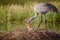 Sandhill crane female with two day old chicks