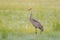 Sandhill crane in field.