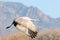 Sandhill Crane in flight