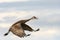 Sandhill crane in flight through cloudy sky