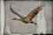 Sandhill crane in flight weathered photo illustration