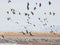 A Sandhill Crane Flock Flies Above Whitewater Draw
