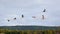 Sandhill Crane flying