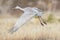 Sandhill crane flying off from pond