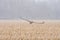 A Sandhill Crane Flying Through Snow Showers