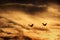 Sandhill Crane Flying in Sunset