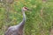 Sandhill Crane in Goldenrod