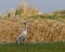 Sandhill Crane in the grass