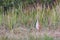 Sandhill Crane Grus canadensis baby chick, also known as a col