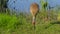 Sandhill Crane Grus canadensis - Florida