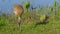 Sandhill Crane, Grus canadensis - Florida