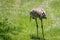 Sandhill crane has found a star nosed mole in the wetlands