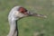 Sandhill crane head