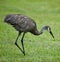 Sandhill Crane Hunting for Insects