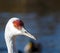 Sandhill crane large white bird portrait picture