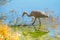 Sandhill Crane in Littleton, Colorado