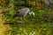 Sandhill Crane in Littleton, Colorado