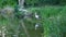 Sandhill Crane looking for food at the edge of the lake. Sandhill Crane, Grus canadensis.