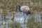 Sandhill Crane Mother and Baby in the Swamp