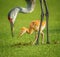 Sandhill crane mother feeding her chick