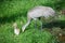 Sandhill Crane mother with her chick