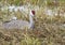 Sandhill Crane nesting