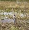 Sandhill Crane nesting in wetlands