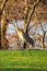 Sandhill Crane next to Lake Wausau in central Wisconsin during the spring migration