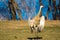 Sandhill Crane next to Lake Wausau doing a mating dance